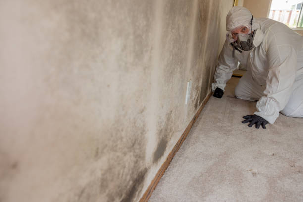 Professional Mold Removal in China, TX